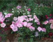 Petunias - 威廉·惠特克